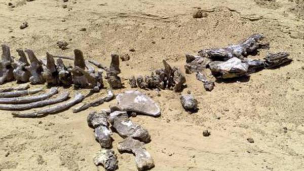 اكتشاف آثار ديناصورات شرق المغرب