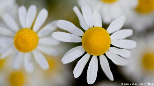 فوائد متعددة لشاي البابونج الساخن ووصفات لشربه باردا