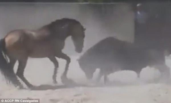 بالفيديو: مواجهة شرسة بين حصان وثور هائج.. من ينتصر؟