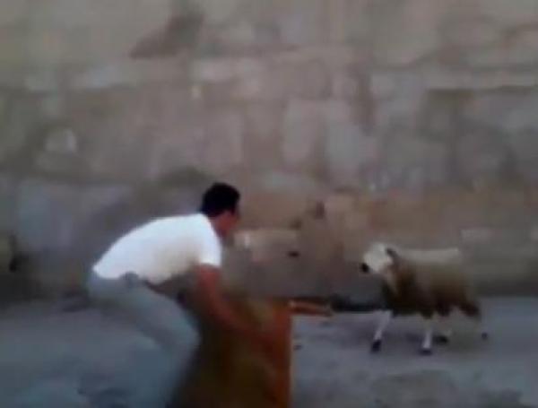 لا تلعب مع الخروف مجددا بعد الآن