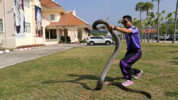 لقطة تحبس الانفاس لرجل يمسك بكوبرا عملاقة طولها 4 أمتار ونصف(فيديو)