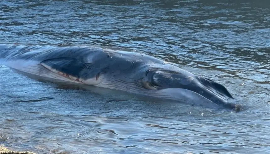 مخلوق بحري عملاق يُثير الذعر على شاطئ بريطاني