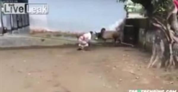 بالفيديو.. فهد ينقض على حارس حديقة حاول إنقاذه