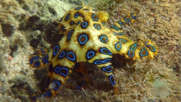 فتاة أسترالية تقدم لأبيها هدية كادت أن تودي بحياته!