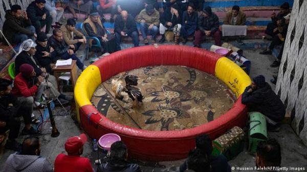 "عراك الديكة" لعبة قديمة حُظرت لقساوتها..ما تزال تُمارس في البصرة !