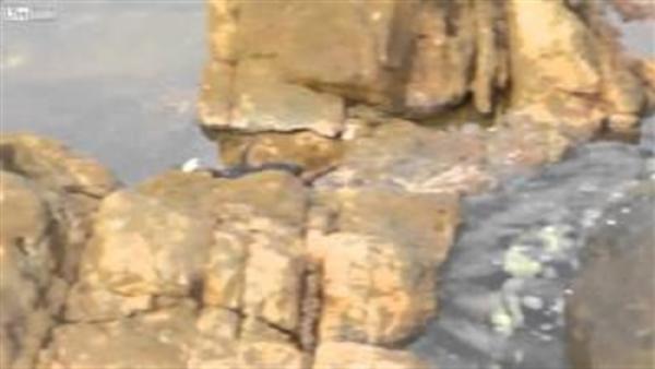 بالفيديو.. «أخطبوط» يقفز من الماء ليفترس «سلطعون» ضخم