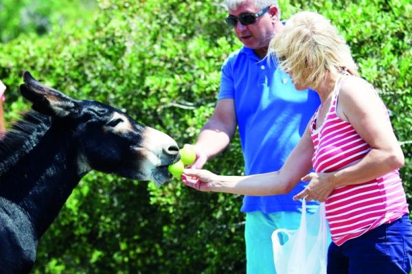 تقسيم قبرص «شرّد» حميرها