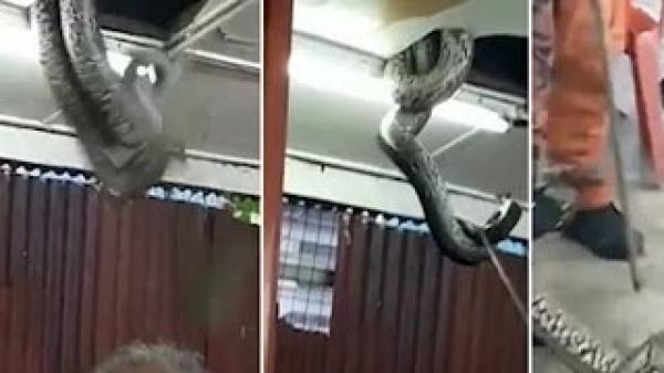بالفيديو: أفعى ضخمة تسقط من سقف مطعم أمام الزبائن