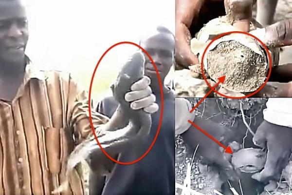 بالفيديو : سمكة غريبة تقضي سباتا تحت " التراب " قد يصل إلى أربع سنوات متواصلة دون أكل أو شرب