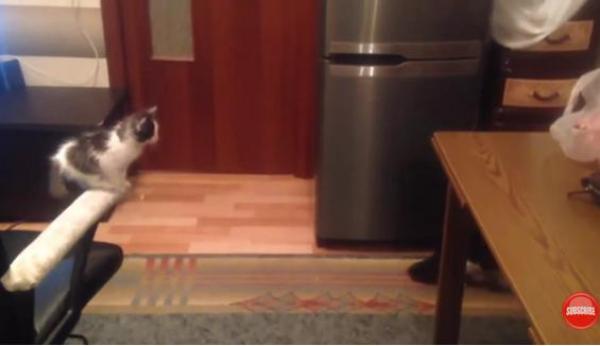 بالفيديو: تعلم المثابرة من هذه القطة الصغيرة