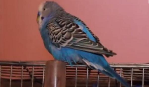 ببغاء يصوت في انتخابات بروسيا