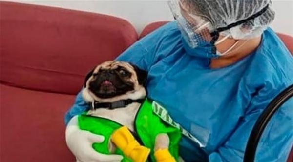 كلب يساعد على "تخفيف الضغط النفسي" للعاملين الطبيين الذين يواجهون حالة الطوارئ