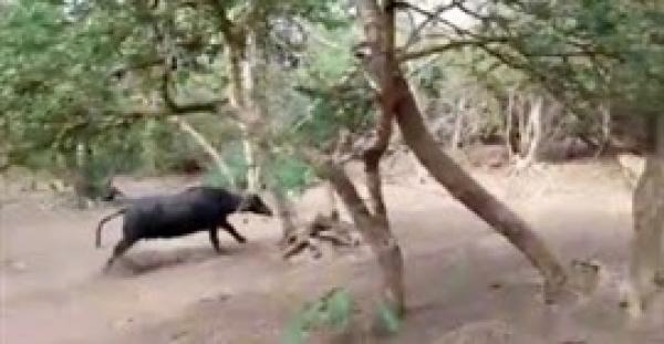 بالفيديو.. لقطات مروعة لجاموس يطارد «لبؤة»