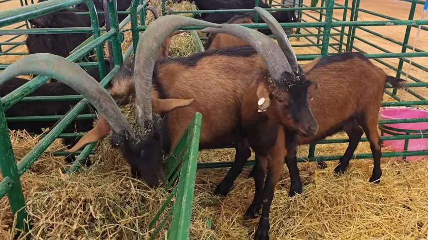 بشراكة بين وزارة الداخلية والفلاحة.. تنظيم المعرض الجهوي للماعز في نسخته الجديدة بشفشاون