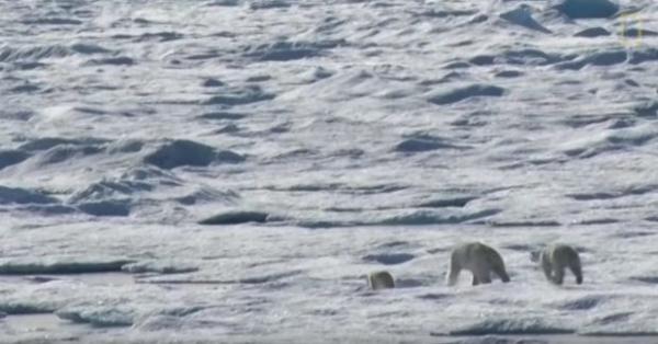 بالفيديو: صدمة بعد التهام دب قطبي لآخر صغير