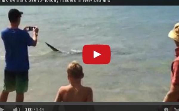 بالفيديو: يشاهدون قرشاً بجانبهم.. فيلتقطون صوراً له