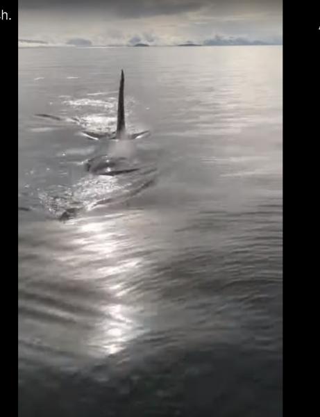 حوت ضخم يفاجئ صيااد ويسرق منه سمكة سلمون