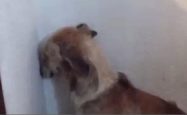 بالفيديو: شاهد كيف اضطهدت هذه الكلبة لسنوات على يد أصحابها