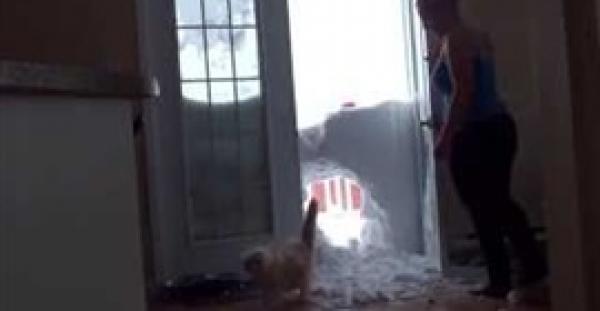 بالفيديو.. قط يحصل على طعامه بطريقة غريبة