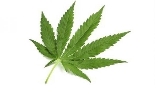 الماريجوانا تغيّر طريقة المشي!