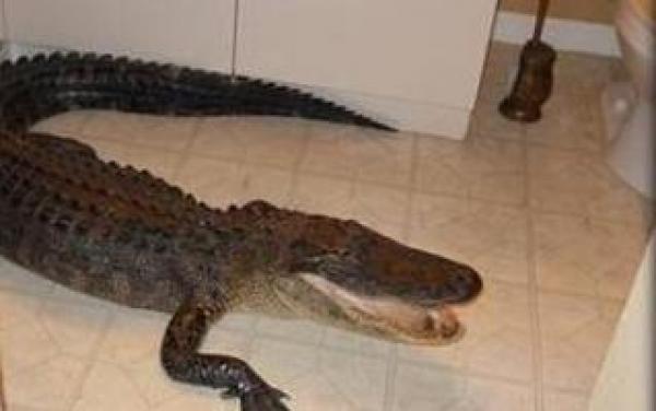 بريطاني ينفق 40 ألف دولار على منزل ليعيش مع تمساح