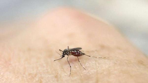 لماذا يلدغ البعوض بعض الناس دون غيرهم؟