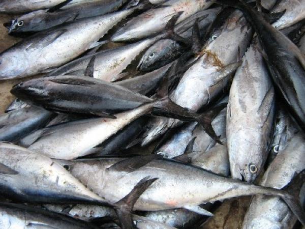 مجلس الحكومة يصادق على مشروع مرسوم يحدد سعرا موحدا للرسم على الأسماك السطحية