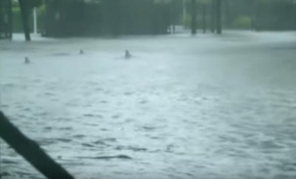 بالفيديو...أسماك القرش الخطيرة تجوب شوارع ميامي عقب الإعصار المدمر