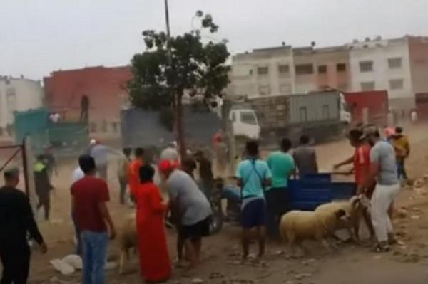 على هامش فوضى سوق الماشية: هل نحن شعب "شفار"؟