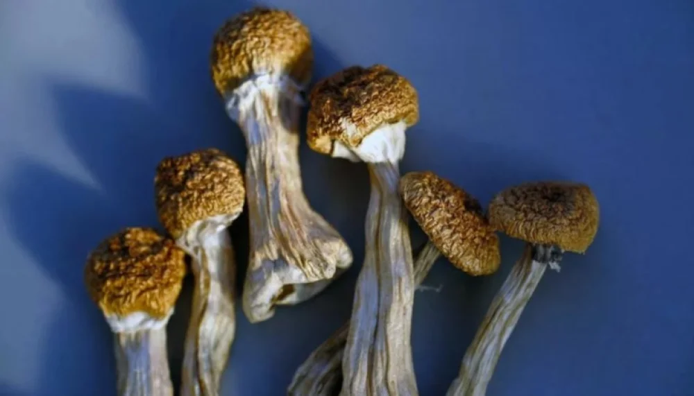 مصر.. ضبط مزرعة لإنتاج "المشروم المخدر" واستخدامه في تصنيع مواد مهلوسة