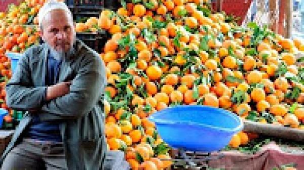 لهذا السبب تضرر قطاع الحوامض بجهة الشرق