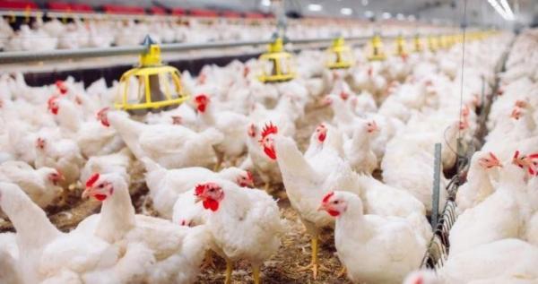 المغاربة يتنفسون الصعداء بعد انخفاض أسعار الدواجن والمهنيون يحذرون من القادم