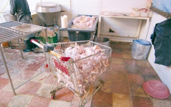 اكتشاف أكبر مجزرة سرية للدجاج في بركان وحجز جبن مستورد من مصر منتهي الصلاحية