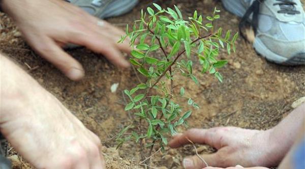 الفلبين تدخل غينيس بزرع 3,2 ملايين شجرة في ساعة واحدة