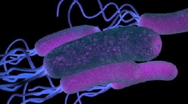 مومياء عمرها 5300 عام تكشف أسرار عدوى معوية