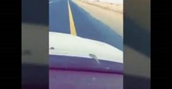 رد فعل شباب فوجئوا بثعبان على زجاج سيارتهم (فيديو)