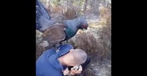 بالفيديو.. لقطات مروعة لحمامة ضخمة تهاجم رجلا بشراسة