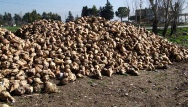 جهة دكالة عبدة .. إنتاج حوالي 850 ألف طن من الشمندر السكري خلال الموسم الحالي