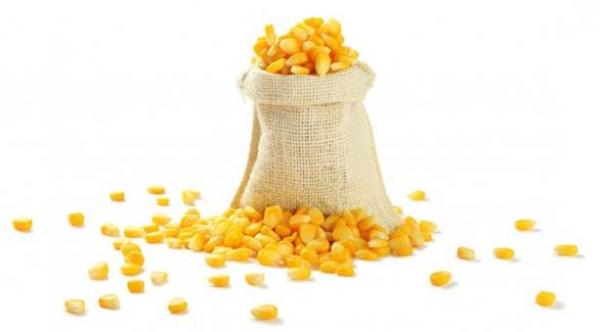 ألياف الذرة تحمي النساء من هشاشة العظام