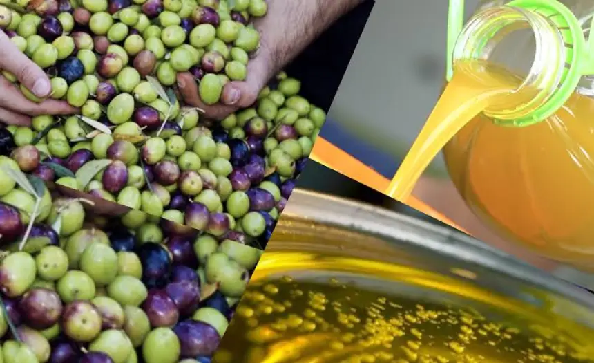 صحة المغاربة في خطر.. فضح السلطات الأوروبية لاستعمال مبيدات محظورة دوليا في معالجة أشجار الزيتون بالمغرب يثير المخاوف