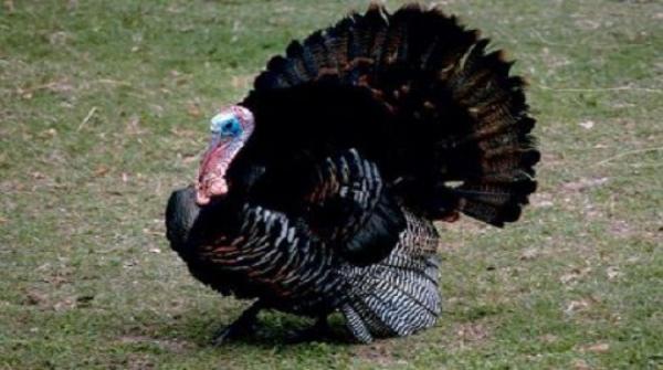 إعدام 39 ألف ديك رومي في ميزوري