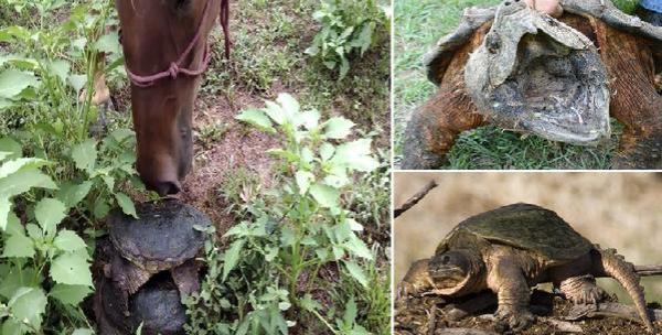 بالفيديو.. حصان يهرب من سلحفاة نهشت أنفه