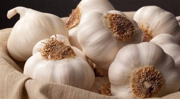 الثوم يحارب السرطان
