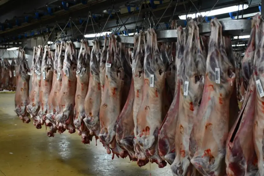 انفراج مؤقت.. أسعار اللحوم الحمراء تتراجع تدريجياً بأسواق الجملة والمهنيون يحذرون من "لهيب الصيف"