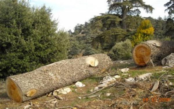 استنزاف الغابة... المياه والغابات تحجز شاحنة محملة بأطنان من خشب الأرز النفيس