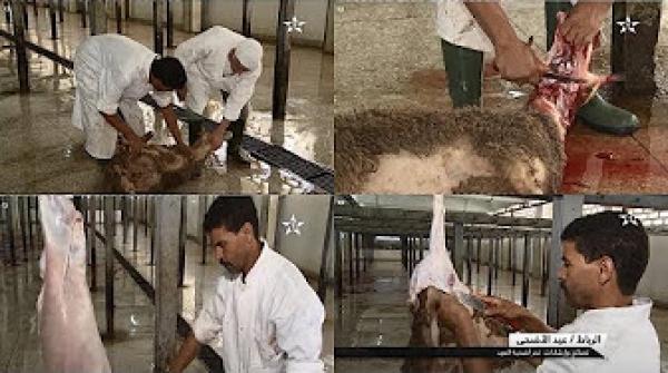 هذه هي الطريقة السليمة لذبح أضحيتكم