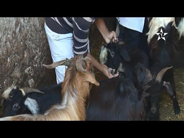 الماعز تنافس الأكباش في عرض الأضاحي والاخصائيون يبرزون فوائد لحومها