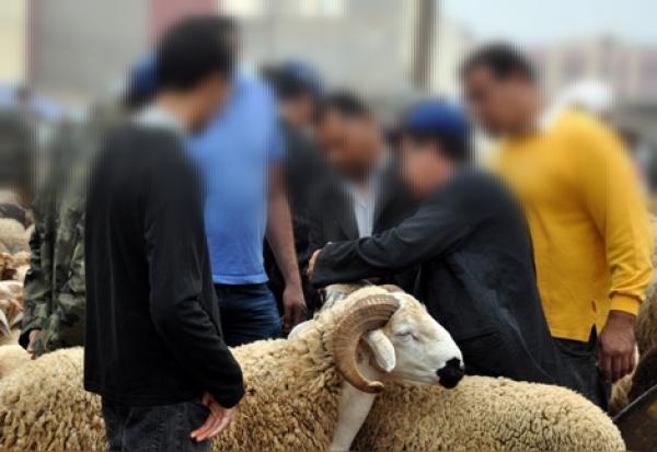 من مراكش: الأسعار في ارتفاع و"حبة" تنتشر وسط الأغنام تثير خوف المستهلكين