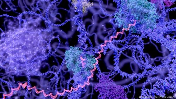 ثور منقرض قد يعود للحياة في ألمانيا!