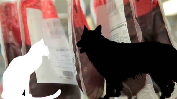 كلب يتبرع بدمه لقطة وينقذ حياتها